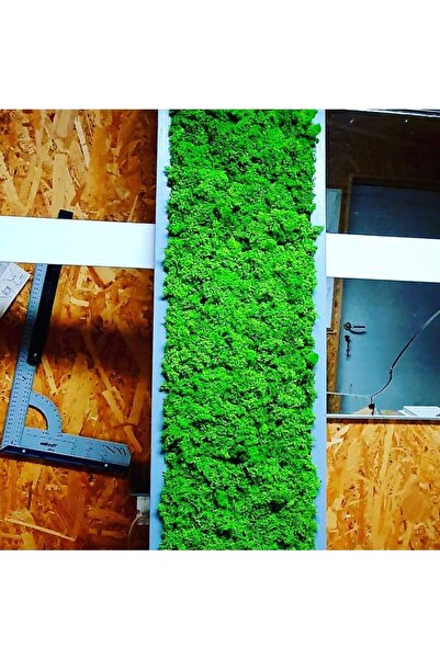Narium Stabilized Moss Frame 100×20 cm