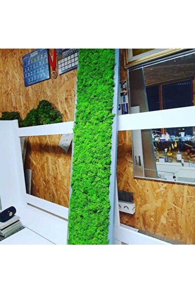 Narium Stabilized Moss Frame 100×20 cm