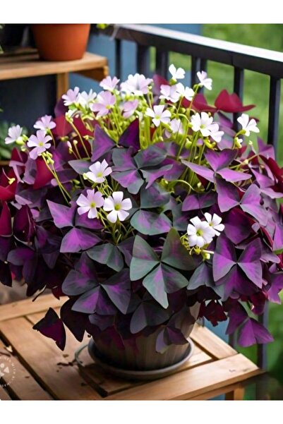 Nura Botanik Uyku Çiçeği Mor Renkli 20–30 cm Süs Yoncası Türü, Gösterişli Yap...