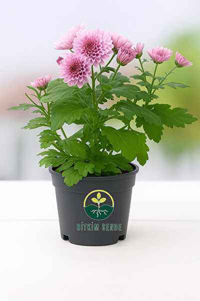 Bitkim Sende Pembe Mini Kasımpatı Saksılı 10–15 cm – Canlı Çiçekli Dekoratif ...