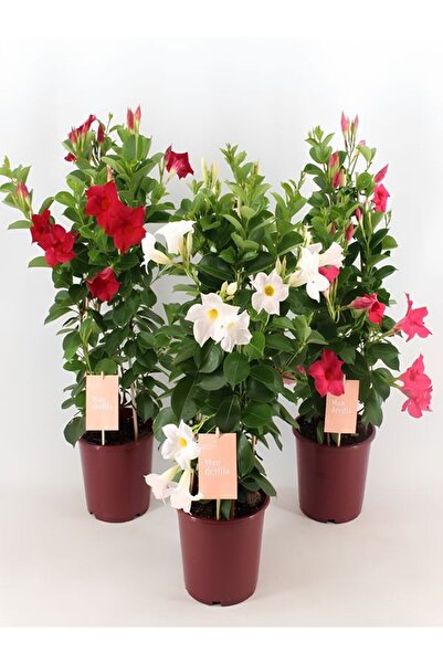 Bitkim Sende Karışık Renk Mandevilla 30–60 cm Saksılı Tırmanıcı, Çiçekli Bahç...
