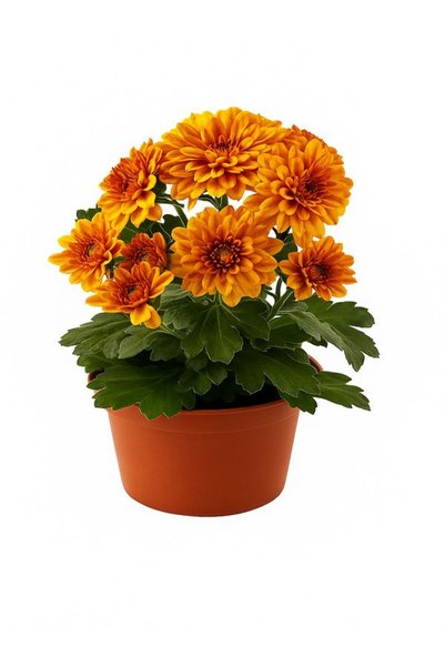 serada decor & plant Mini Turuncu Kasımpatı Saksılı 10–15 cm – Renkli Masaüst...