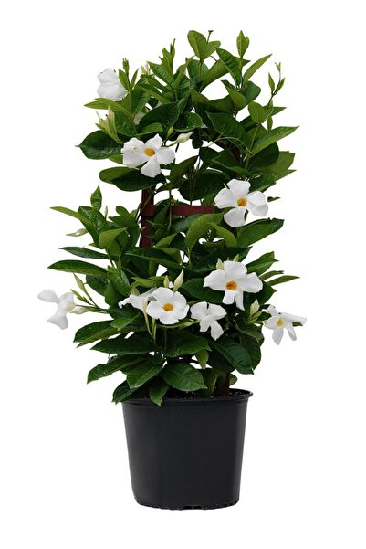 serada decor & plant Beyaz Çiçekli Sandavilla Mandevilla Sarmaşık 30–60 cm Dış Mekan Saksılı Bitki