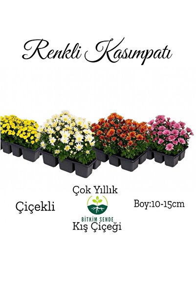 Gardenbox Renkli Mini Kasımpatı 10 Adet 10-15cm Pembe Beyaz Turncu Sarı Mor Çiçekli Mini Bitki