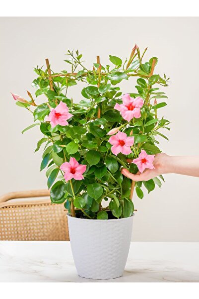 Gardenbox Saksılı Pembe Mandevilla 30–60 cm Sandavilla Tırmanıcı, Bol Çiçekli...