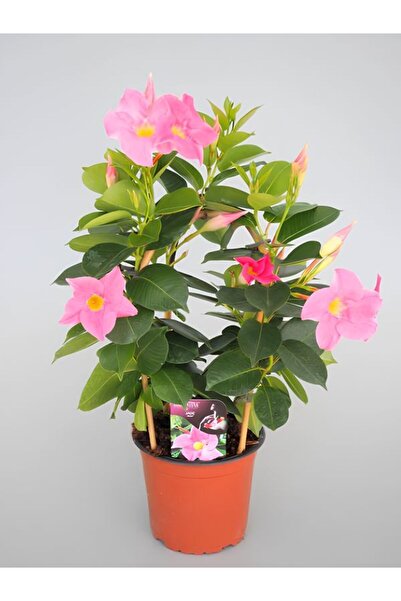 Gardenbox Pembe Mandevilla Sandavilla Sarmaşık Bitkisi 30–60 cm – Saksıda Canlı Renkli Çiçekli