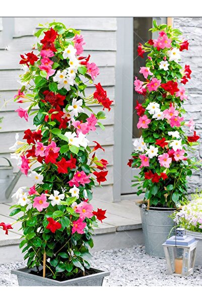 Bitkim Sende Karışık Renkli Mandevilla Sarmaşık Bitkisi 30–60 cm Pembe, Kırmızı ve Beyaz Çiçekli
