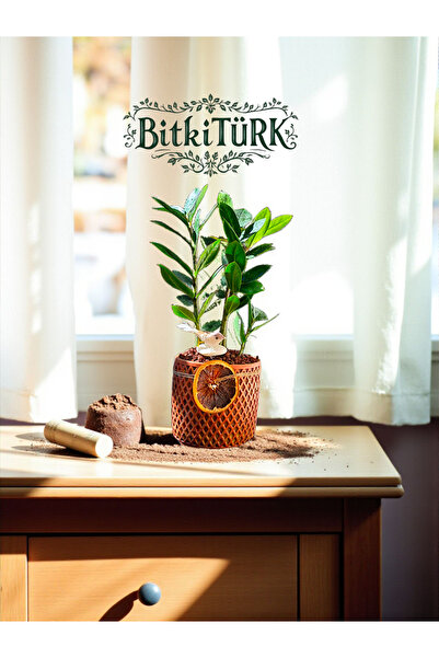 BitkiTÜRK İthal Zeze Zamia beton saksı&lav taşı& portakal dilimi&Kuş figürü s...