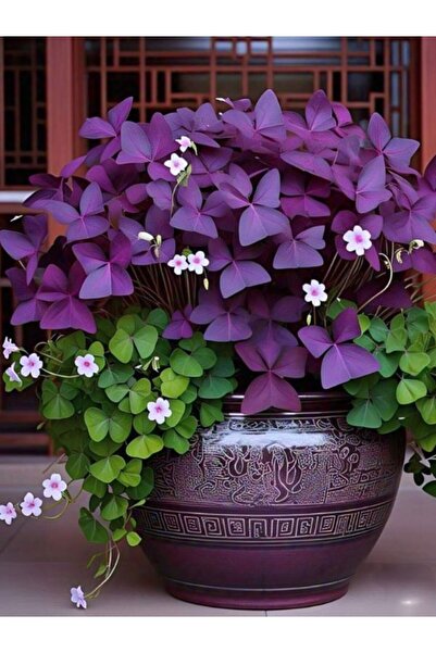 Bitkim Sende Mor Süs Yoncası 20–30 cm Saksıda Renkli Yapraklı, Kolay Bakımlı ...