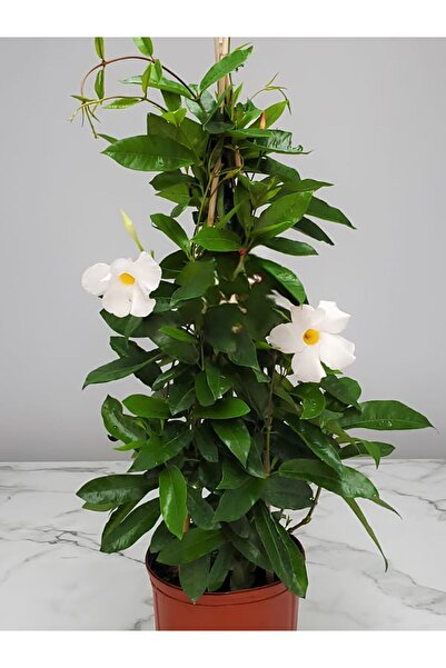 Bitkim Sende Beyaz Sandavilla Mandevilla 30–60 cm Uzun Ömürlü, Çiçekli Tırman...