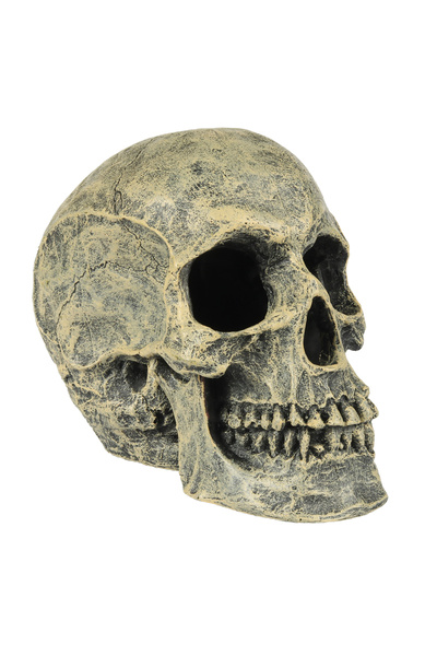 Laroy Decor Craniu, 16x10.5x13.2 cm, L234/449103