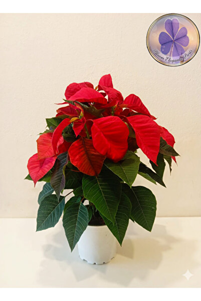 şengülca Büyük Boy Canlı Atatürk Çiçeği (Poinsettia) Kırmızı Yapraklı 40 cm Ev/Ofis Salon Bitkisi