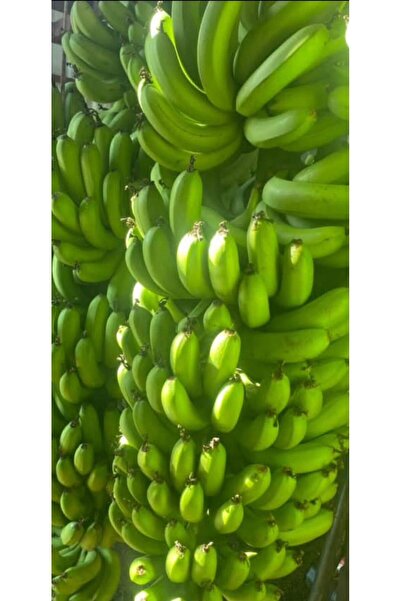 Yerli Yeşil Anamur Muzu 5 Kg (Baby Banana)