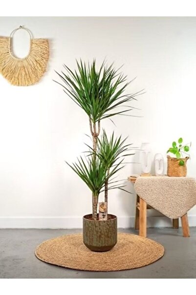 GoldLotus Dracena Marginata Bitkisi - Madagaskar Dragon Ağacı 2'li 90-110 Cm