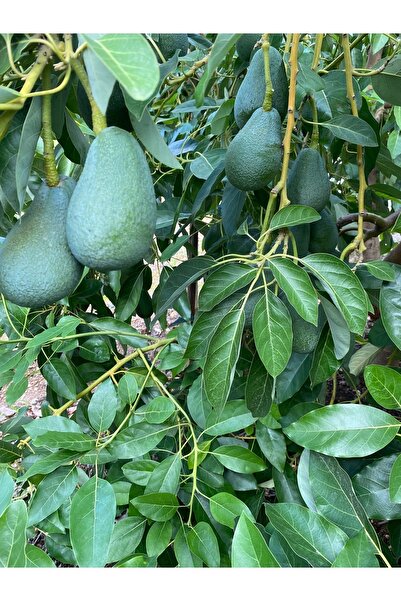 BRF Mini Avokado 1kg