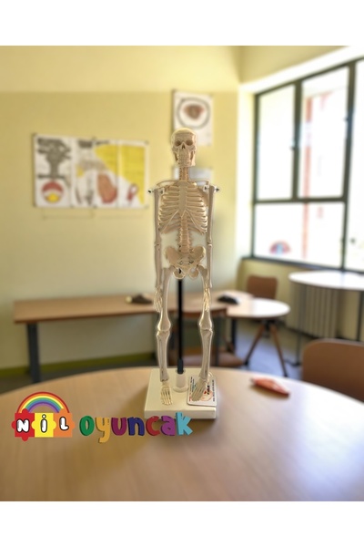 niloyuncak نموذج هيكل عظمي بشري مقاس 46 سم
