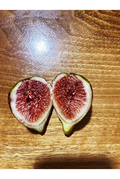 RavdaFlora Tüpte Siyah Yediveren İncir 20-50 Cm