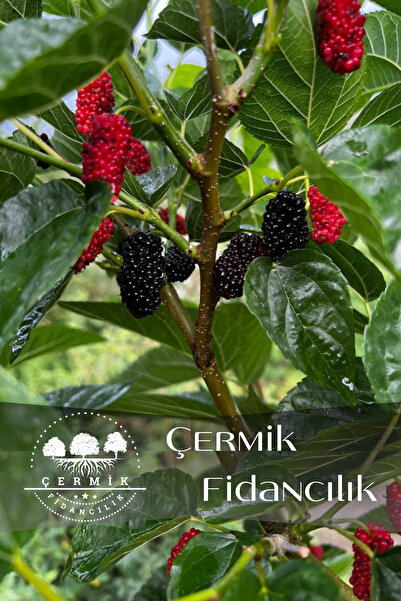 ÇERMİK FİDANCILIK 3 Adet Aşılı Kara Dut Fidanı ( Ürüm Tütü )