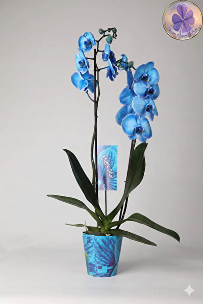 şengülca 2 Dal Canlı Saksı Orkidesi-Mavi Phalaenopsis Çiçeği