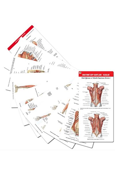 Güneş Tıp Kitabevleri Sobotta İnsan Anatomisi Atlası Seti 4 Cilt + Anatomi Cep Kartları Seti