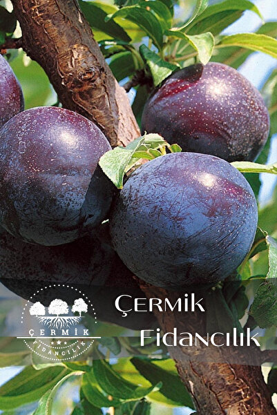 ÇERMİK FİDANCILIK Aşılı Siyah ( Kara ) Erik Fidanı 3 Yaş