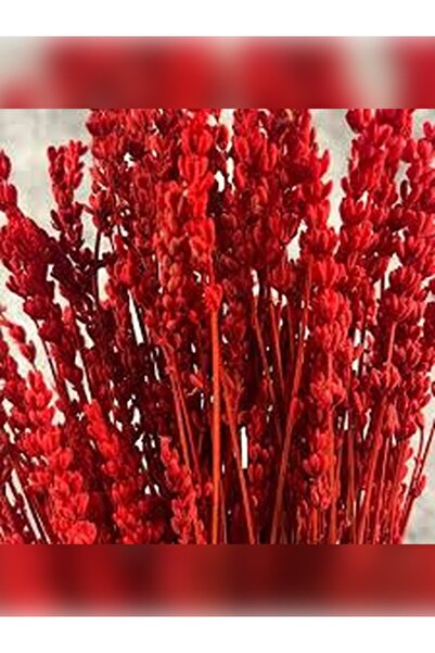 Esse Bahçe Şoklanmış Lavanta Demeti – Gerçek Kuru Çiçek - KIRMIZI