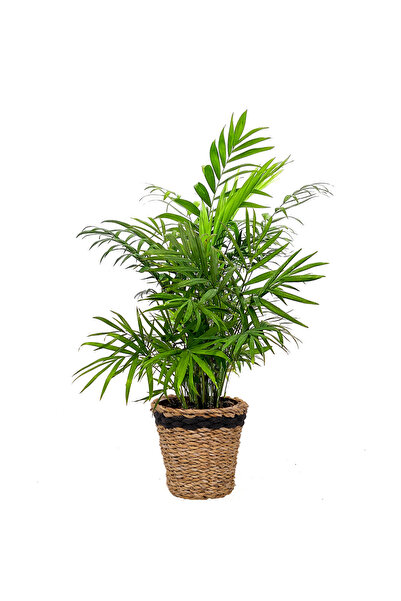 Fidanburada Dağ Palmiyesi Lanesse Siyah Hasır Saksılı Chamaedorea Elegans 30-...