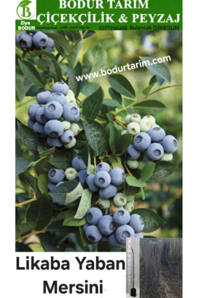 BODUR TARIM 2 Yaşında Tam Bodur Doku Kültürü Tüplü Topraklı Likaba , Maviyemi...