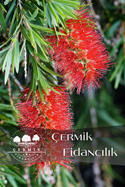 ÇERMİK FİDANCILIK Saksılı Fırça Çalısı Fidanı 3 Yaş ( Callistemon Laevis )