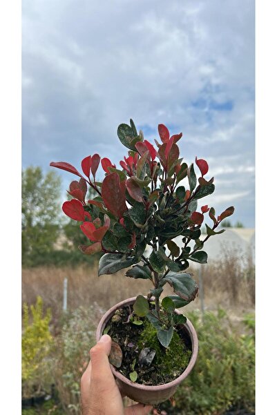 abelia fidancılık Alev Çalısı Fidanı 20-40 cm Saksılı - Photinia Red Robin