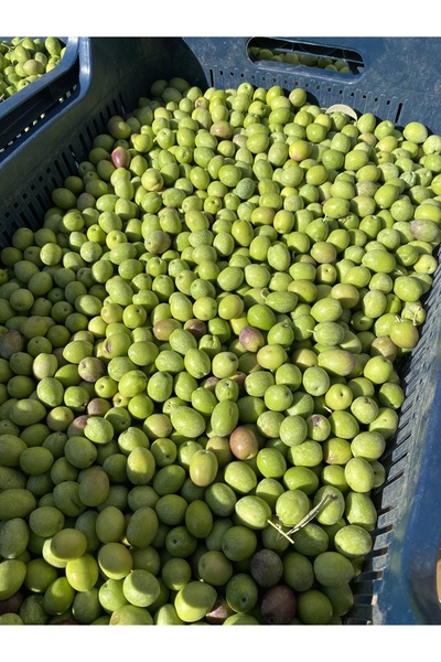 mut incisi zeytin & zeytinyağı Yeşil Gemlik ( Ham Zeytin ) Net 10 Kg