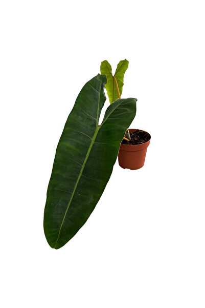Betonish Philodendron Billietiae