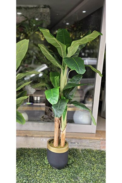 İremÇiçekçilik Siyah Gold Küçük Darbuka saksıda Muz ağacı - 190 cm
