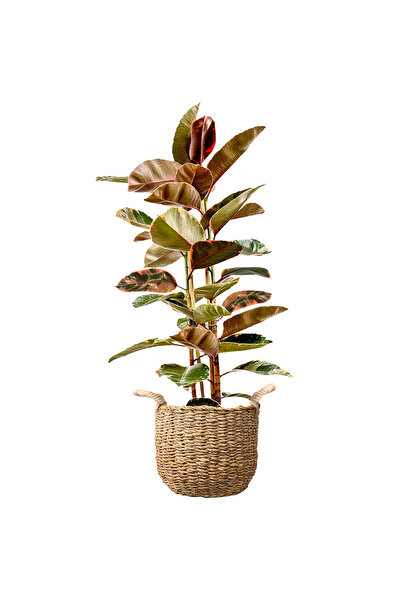 Fidanburada Pembe Alacalı Kauçuk - 2 Gövdeli - XL (Ficus Elastica Belize) Bas...