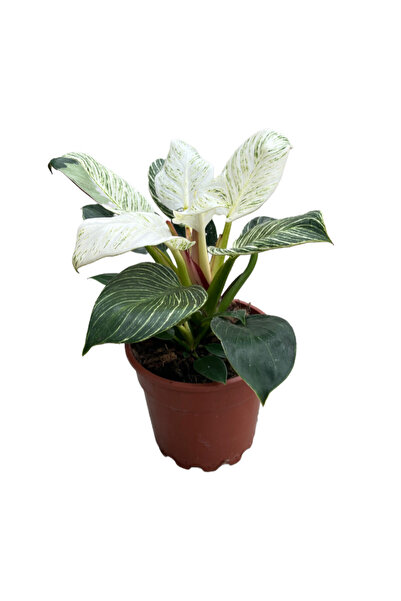 Betonish Philodendron 'Birkin'