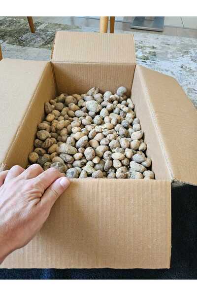 lidersopx salep tohumu yumru