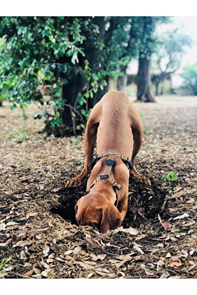 AboutThePerfect Bordo H tipi köpek göğüs tasması, rahat ve şık tasarım, büyük boy