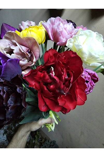 Bulbi și Plante TULIP MIX - 100 BULBS