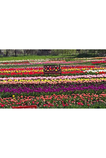 Bulbi și Plante TULIP MIX - 100 BULBS