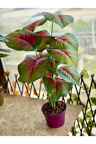 NS BAMBU DESIGN KIRMIZI YEŞİL YAPRAKLI DEVE TABANI 50 CM SAKSILI