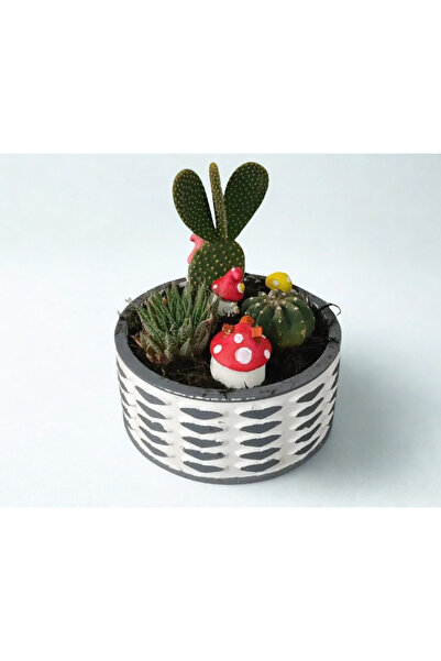 HARTOPİA Kalp Desenli Eskitme Silindir Saksıda Canlı Sukulent & Mini Kaktüs A...