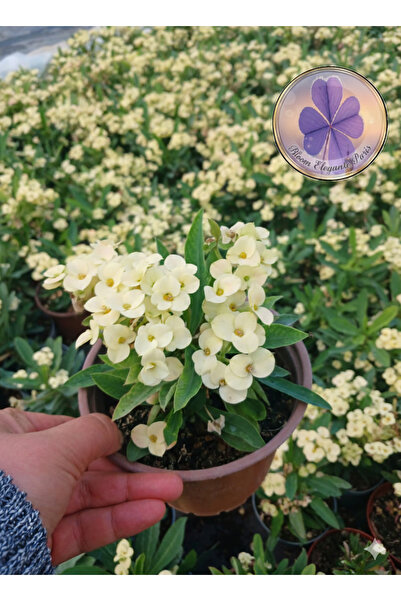 şengülca Tayland Cinsi / İri Çiçekli Sarı Dikenler Tacı (Euphorbia Milli)