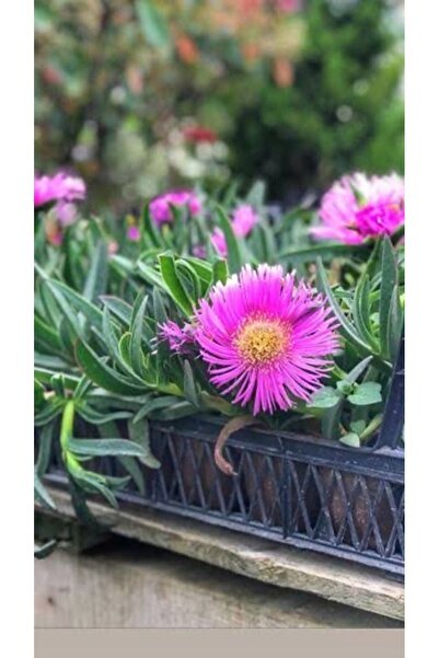 AnkaBahçe Kaz Ayağı Fidesi -Dikime Hazir (15-25CM)