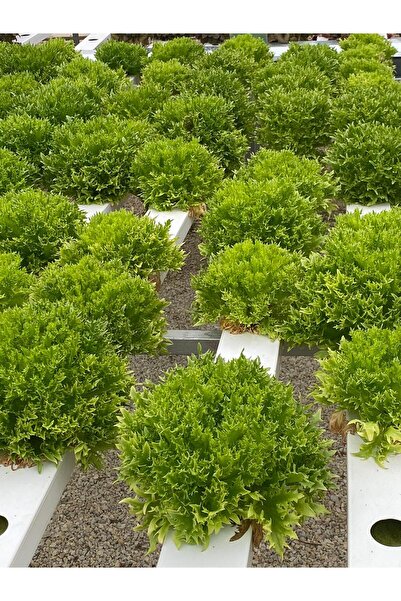 SYGANTE Çıtır Marul(Verdagio) Tohumu