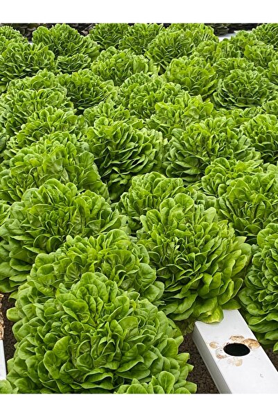 Güneydoğutopraksıztarım Yeşil Gül (Canagio) Marul Tohumu 1 KUTU(5000 adet)