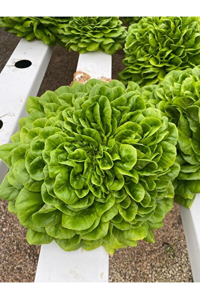 Güneydoğutopraksıztarım Yeşil Gül (Canagio) Marul Tohumu 100 Adet Tohum