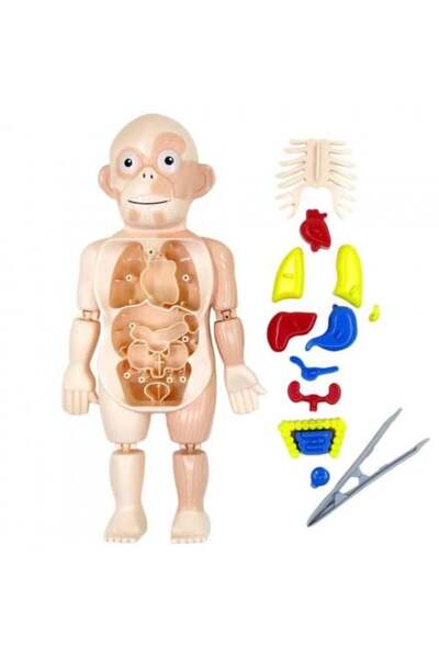genernic لعبة التعرف على أجزاء جسم الإنسان على الدمية