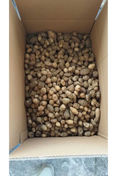 lidersopx Orcis mascula salep tohumu