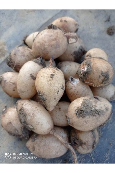 lidersopx SERAPİES SALEP TOHUMU