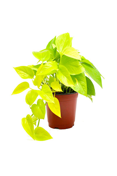 Belora Plant epipremnum pinn, Golden, H 35 cm